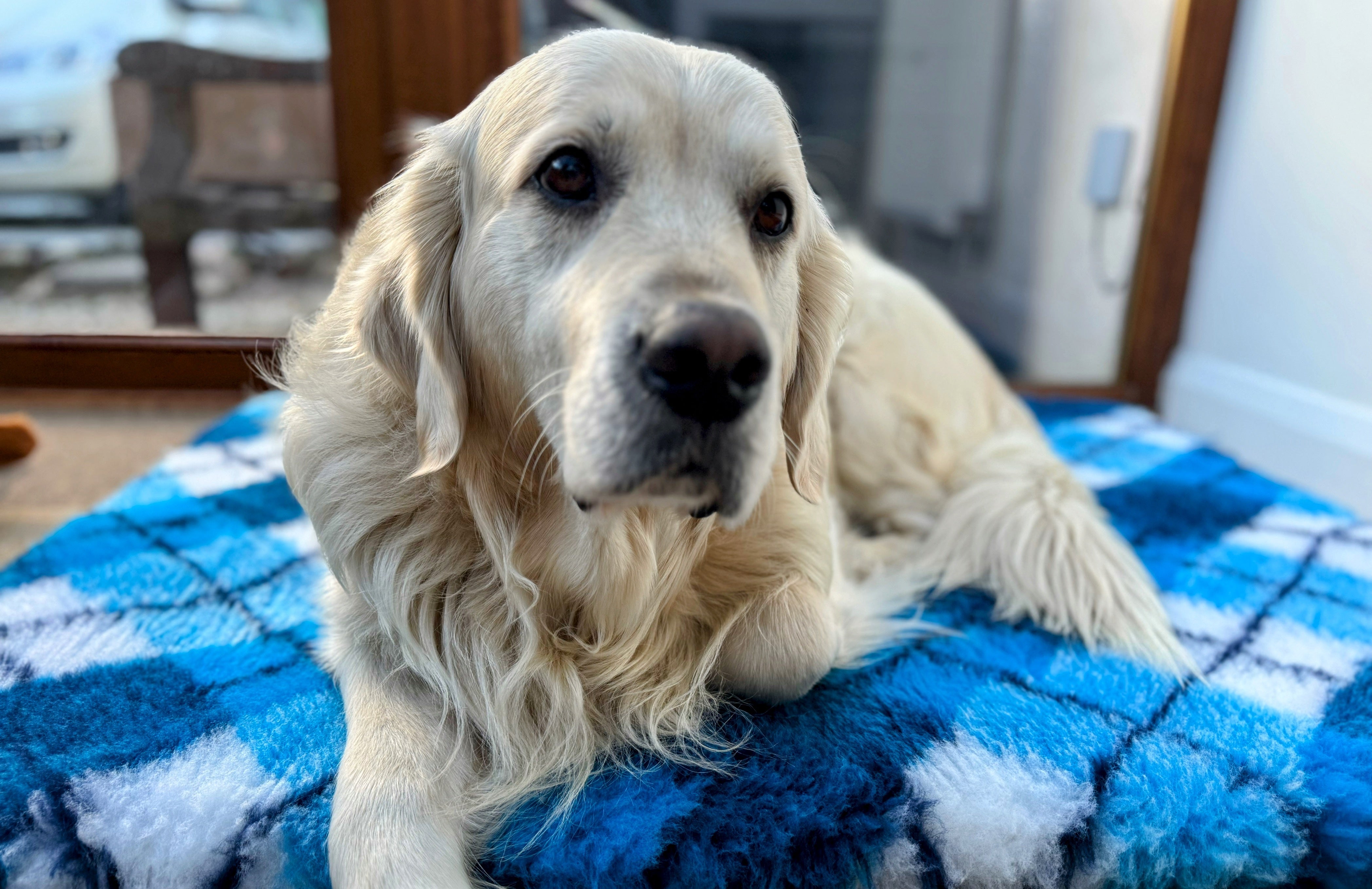 Vet Beds - Thick, Fleeced, Luxury Vet Bed in 10 Colours - Non-Slip - Available in 3 Sizes