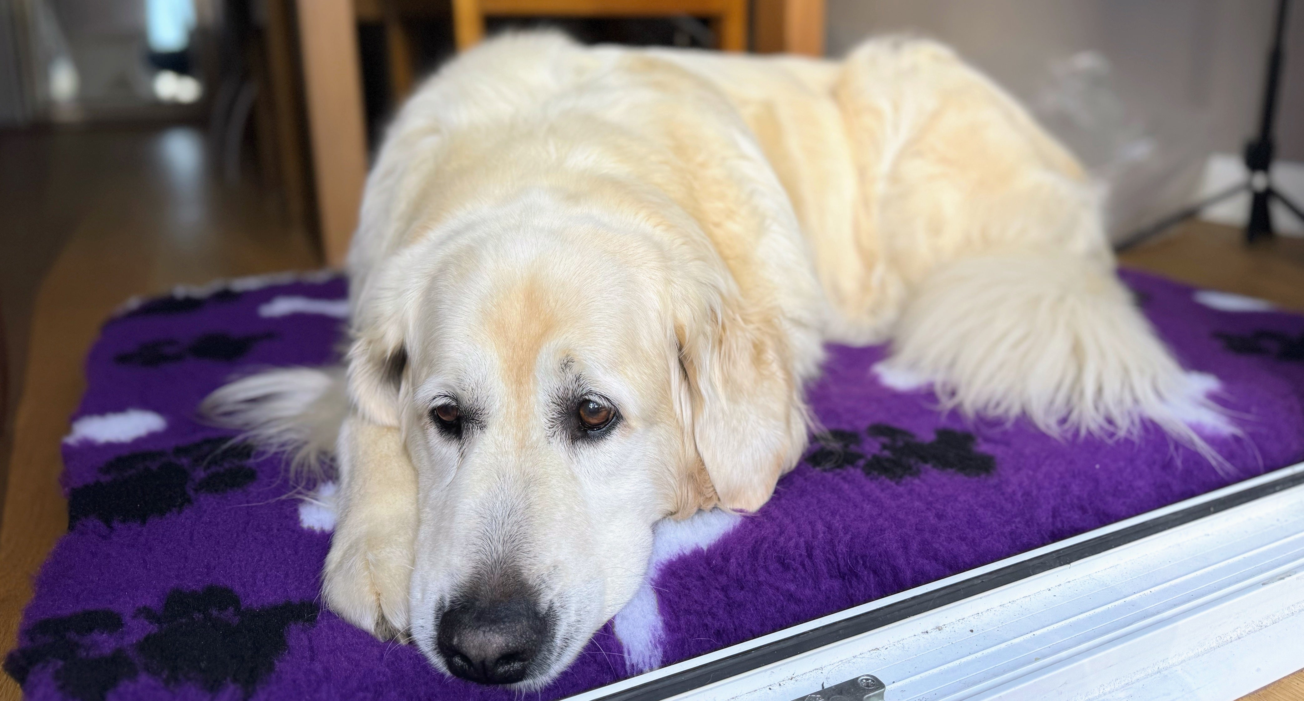 Vet Beds - Thick, Fleeced, Luxury Vet Bed in Vibrant Colours